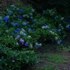 紫陽花_長興寺_77