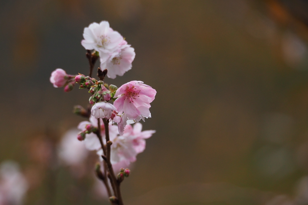十月桜