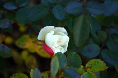 薔薇_1