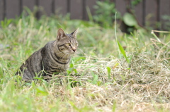 cat_361　小さな草原で