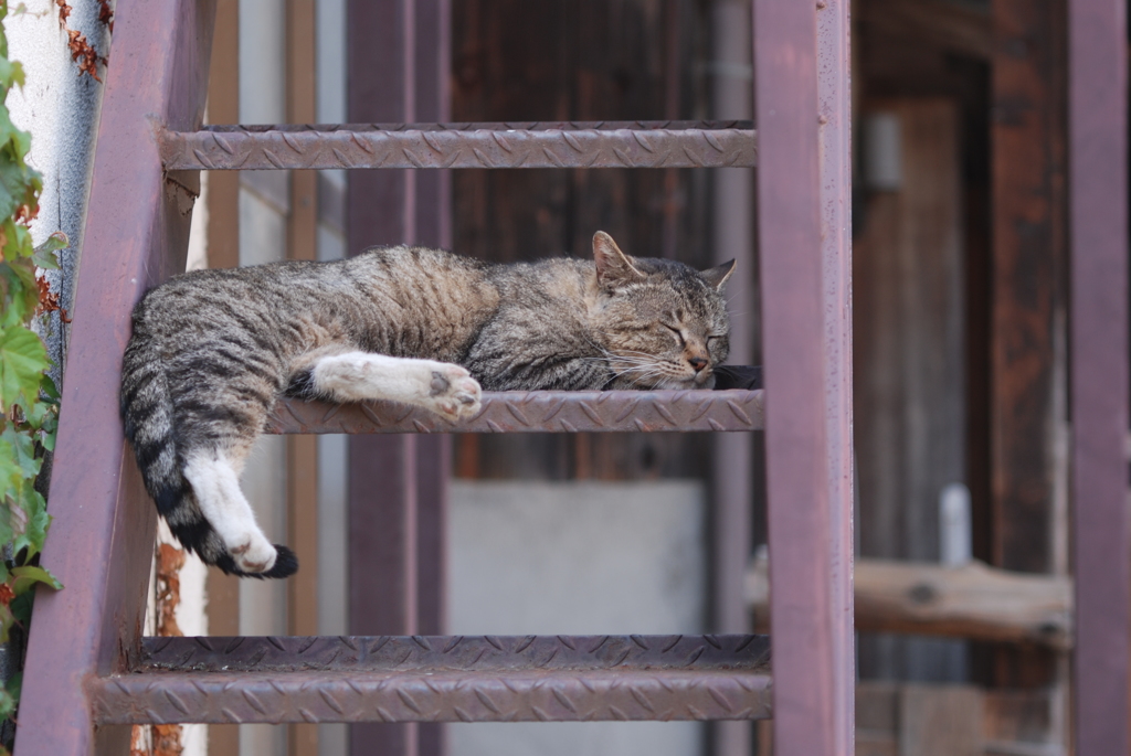 cat_275　階段ベッド