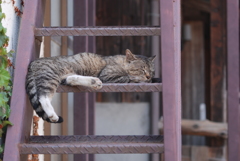 cat_275　階段ベッド