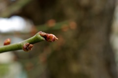蕾