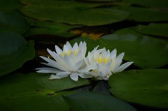 睡蓮_6