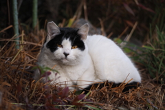 cat_156   口を結んで