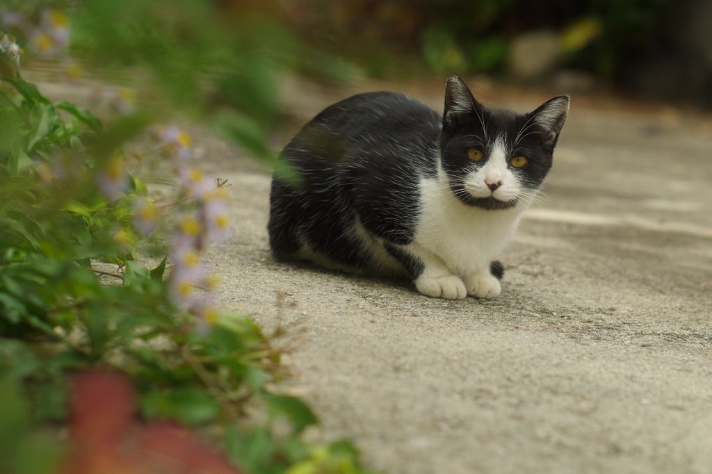 子猫_1