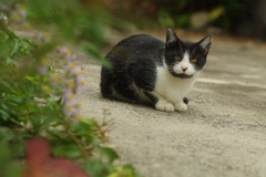 子猫_1