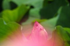 蓮_3