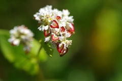 蕎麦の花_2