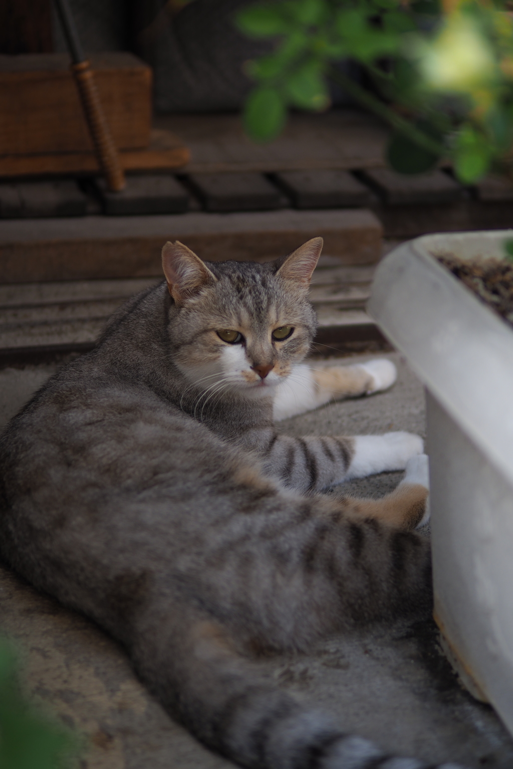 cat_65  ムスッ
