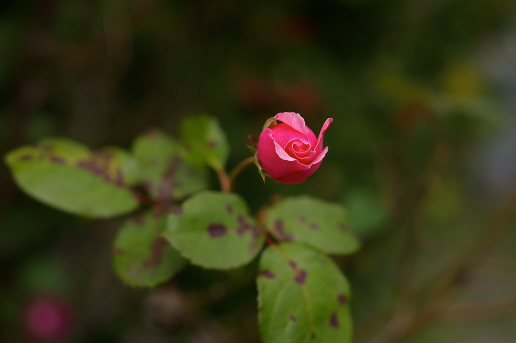 秋の薔薇