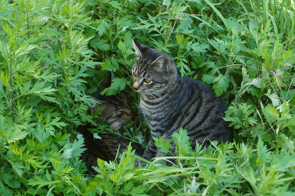 cat_126  空き地にて