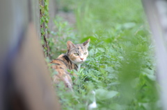 cat_351　空き地にて