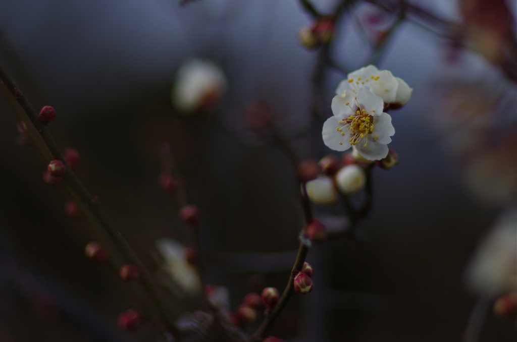 白梅_1