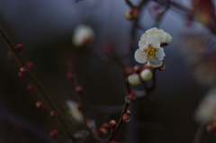 白梅_1