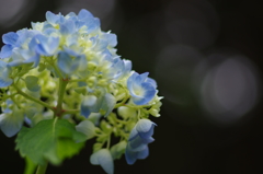 紫陽花_10