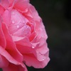薔薇の涙