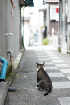 cat_87  小さな背中