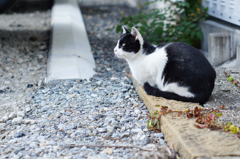 cat_118  ミツメル