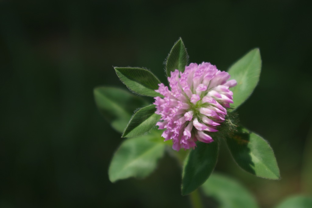 4_アカツメクサ