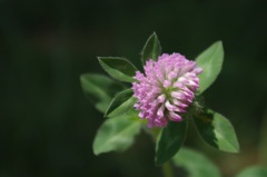 4_アカツメクサ