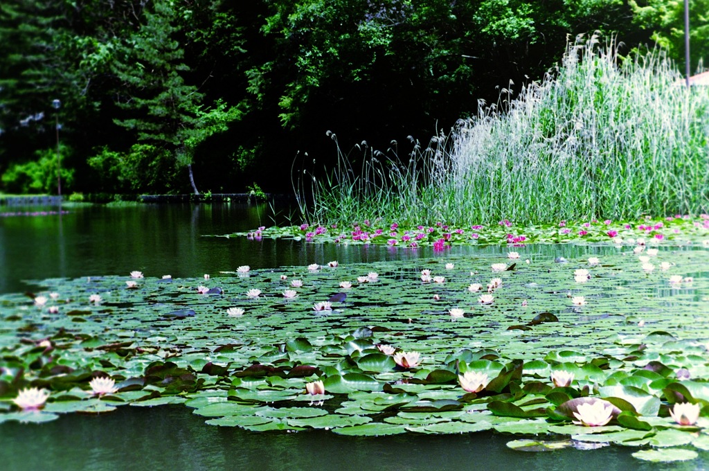 睡蓮咲く池