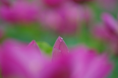 蓮_7