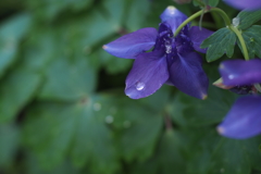 雨上がりに… 2