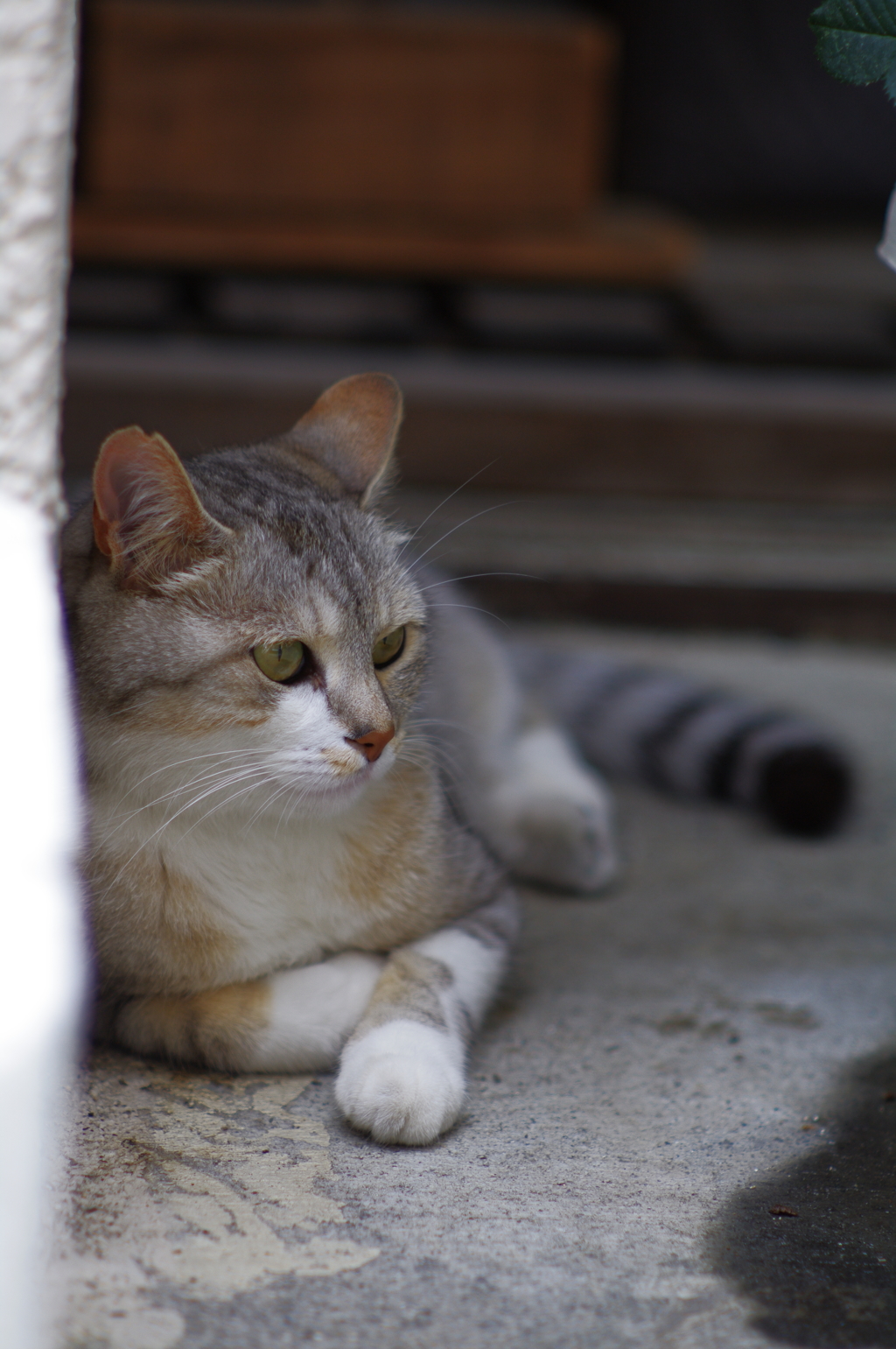 cat_58  こっち向いて