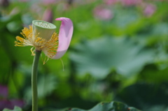 蓮_11　最期のヒトヒラ