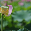 蓮_11　最期のヒトヒラ
