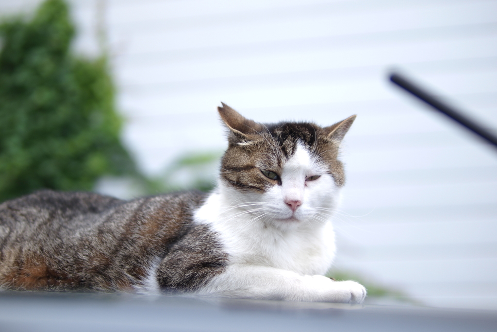 cat_561　おはようございます