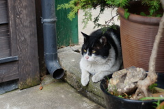cat_268　狙ってます