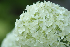 紫陽花_5　アナベル