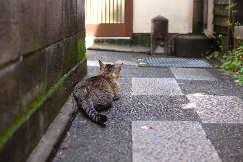 cat_283　張り込み中