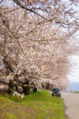 春_桜