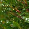雨上がりの楽しみ