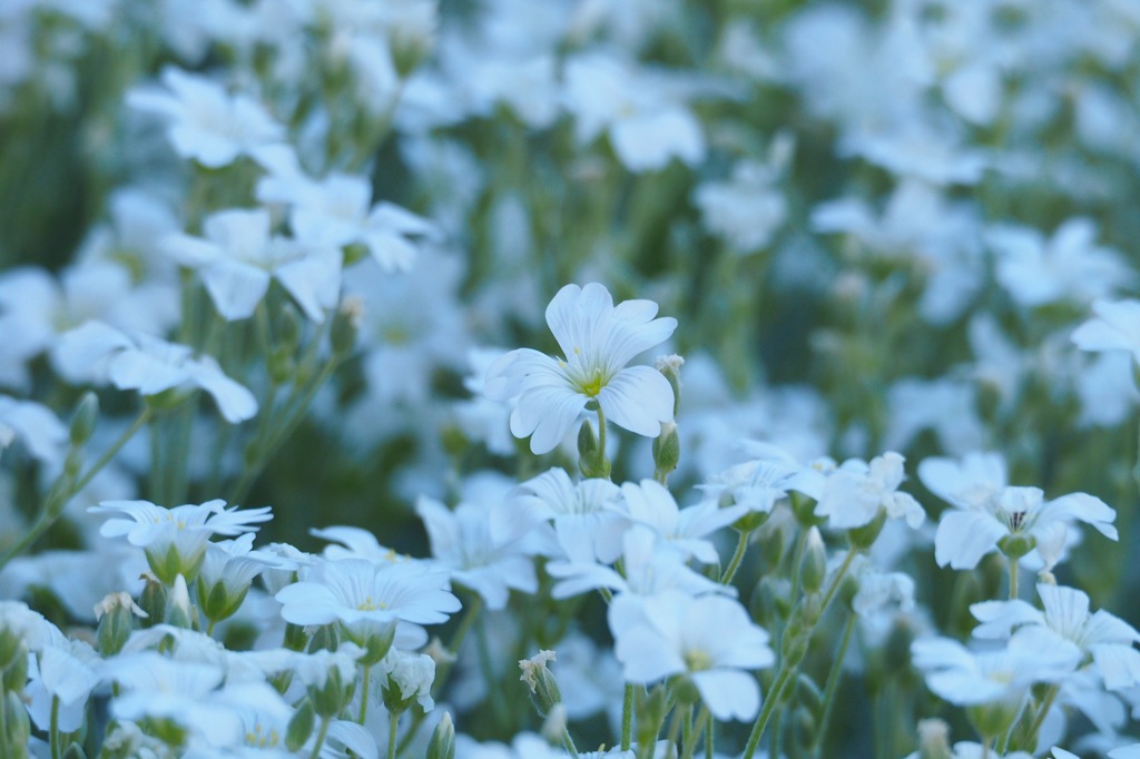 セラスチュームかな_MZD75-300