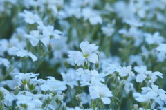 セラスチュームかな_MZD75-300