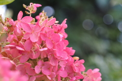 紫陽花_紅葉2
