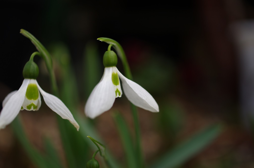 スノードロップ_1