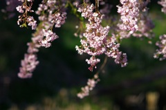 桜_11