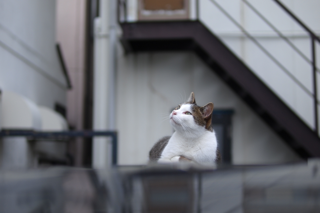 cat_421　雲行きが怪しいにゃ