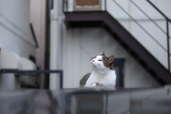 cat_421　雲行きが怪しいにゃ