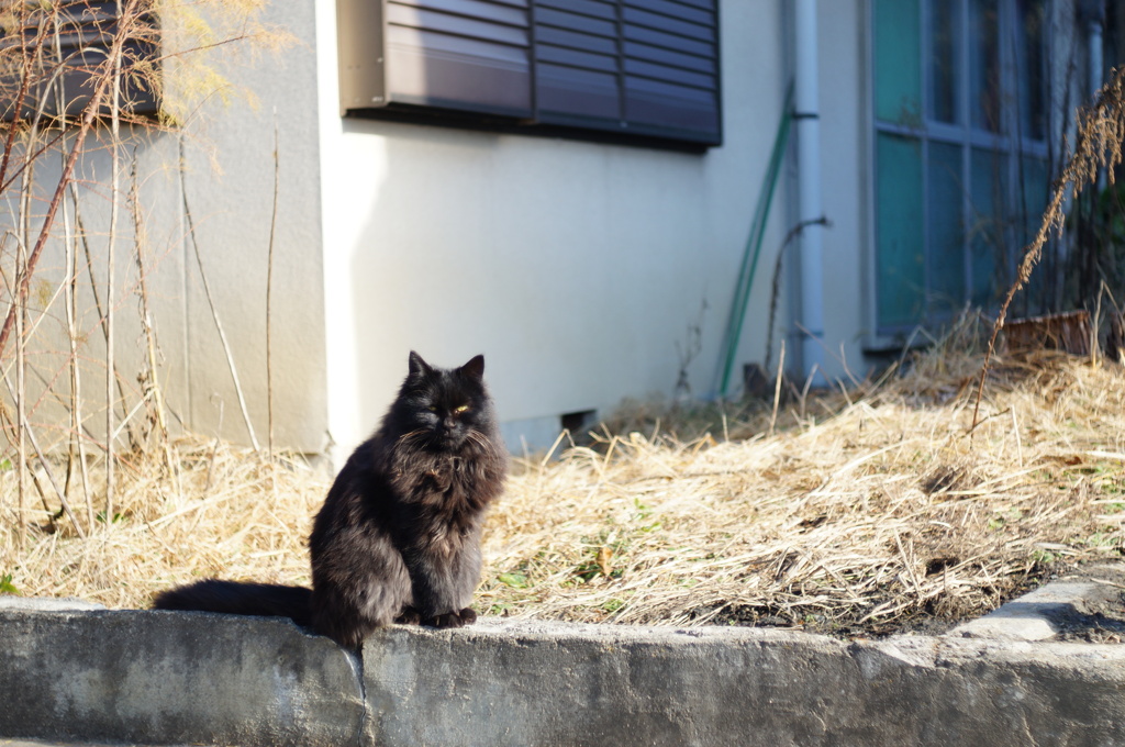 cat_487　モフモフの黒猫