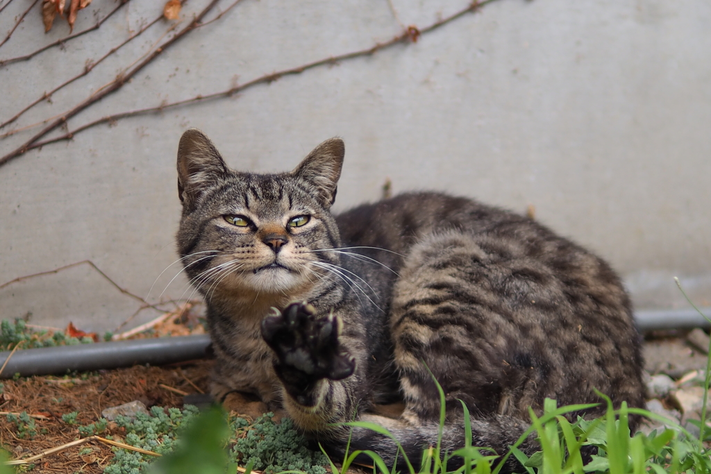 cat_41  肉球見るかにゃ?