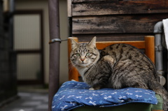cat_227　猫のいる路地裏