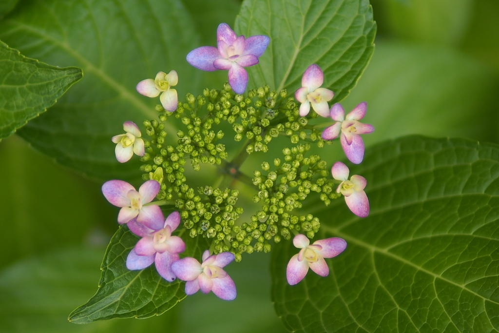 紫陽花_9