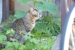 cat_29