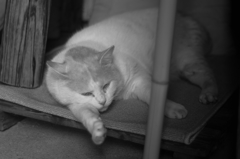 cat_62  右手、痺れてない?(^^;